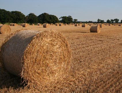 Farm & Land Agency Framlingham, Suffolk