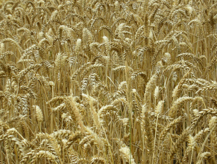 Wheat Field Framlingham, Suffolk